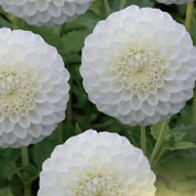 Dahlia Pompon 'Snowflake'